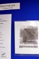 Polizeishow   069